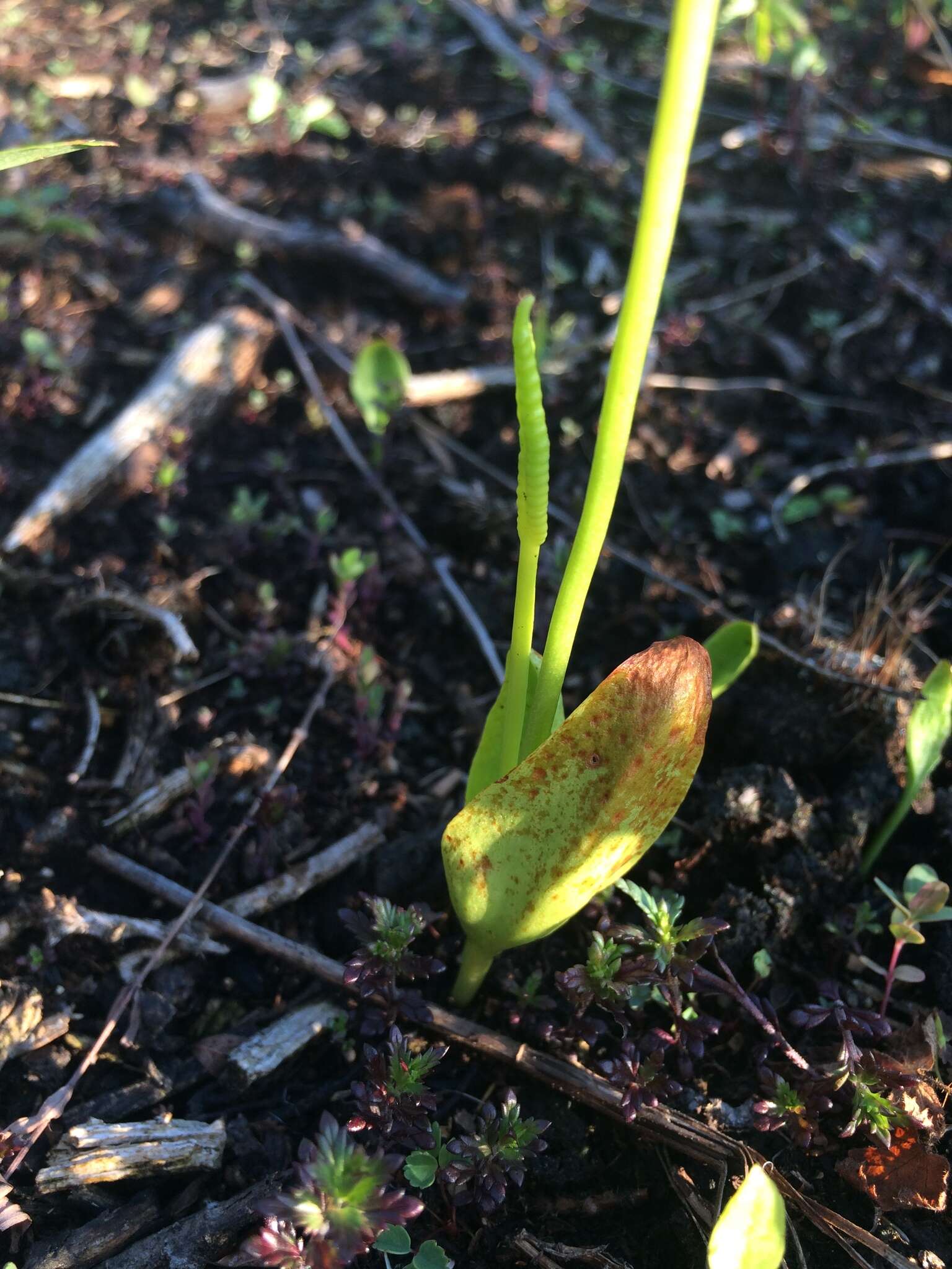 Image of adder's-tongue