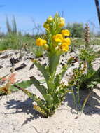 Image of Corycium crispum (Thunb.) Sw.