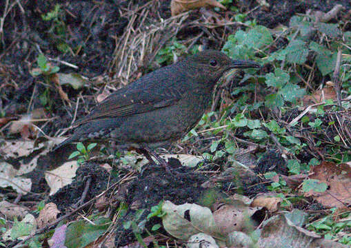 Image of Long-billed Thrush