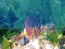 Image of Giant Acorn Barnacle