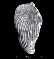 Image of <i>Frondicularia cuneata</i> Terquem 1870