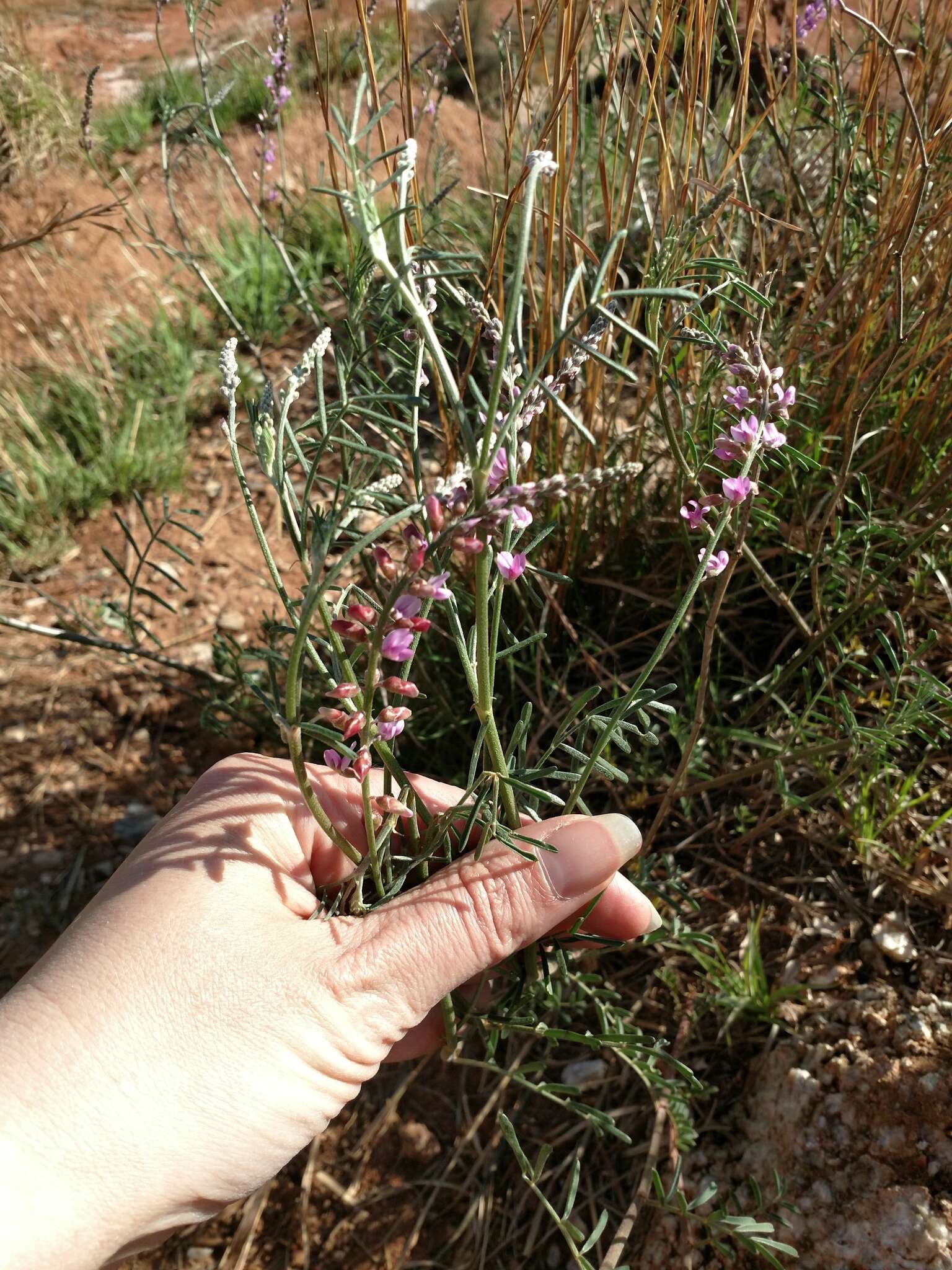 Sivun Astragalus gracilis Nutt. kuva