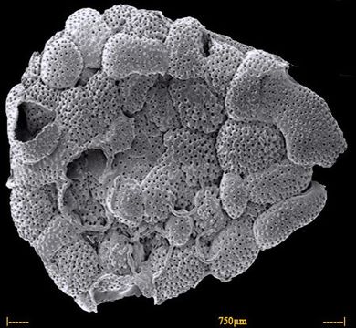 Image of <i>Acervulina inhaerens</i> Schulze 1854