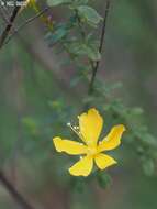 Image of Hypericum thymifolium Banks & Sol.