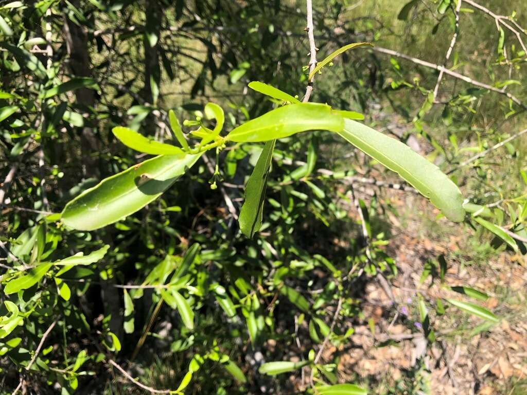 Image of Elaeodendron australe var. angustifolium Benth.