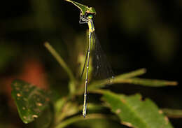 Image of Neosticta canescens Tillyard 1913