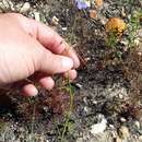 Image de Heliophila linoides Schltr.