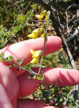 Sivun Wiborgia obcordata (P. J. Bergius) Thunb. kuva