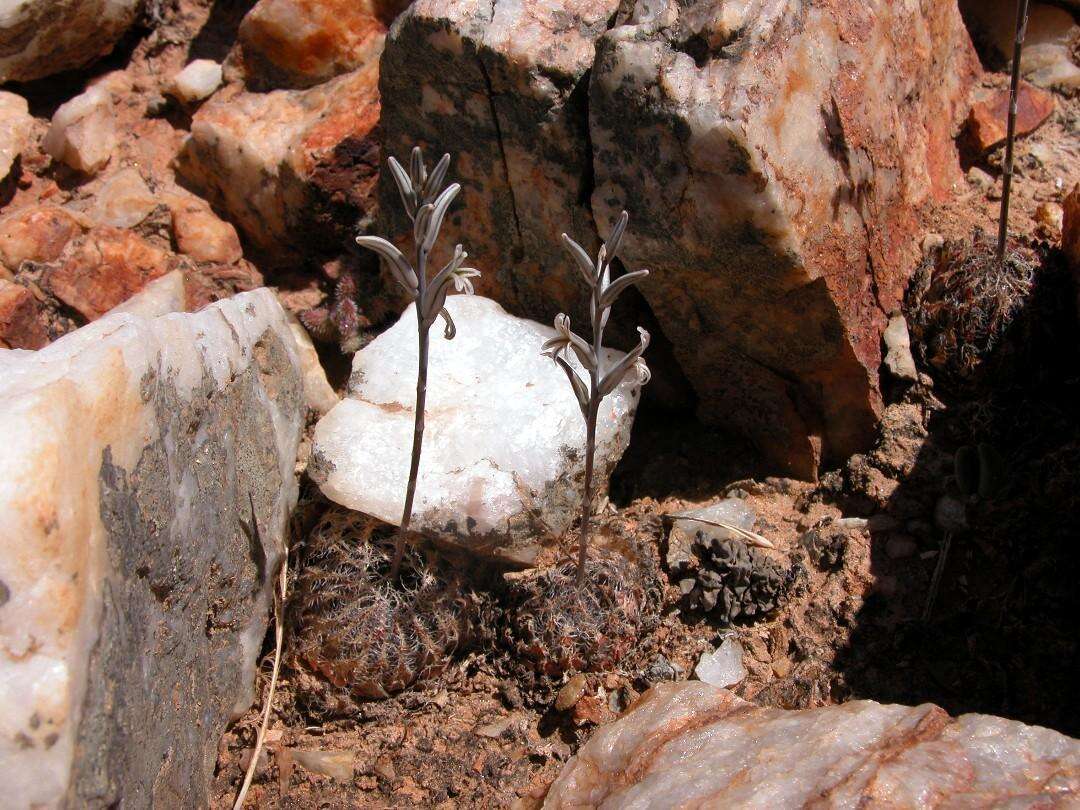 Image of Haworthia arachnoidea var. namaquensis M. B. Bayer