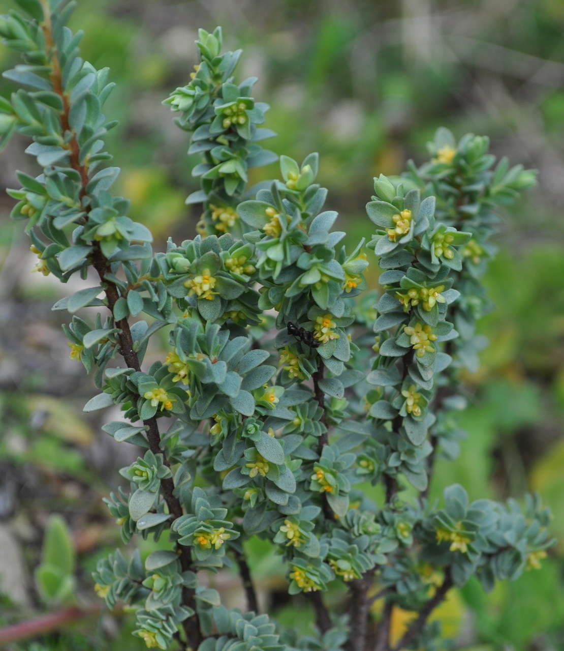 Image of Pimelea serpyllifolia subsp. serpyllifolia