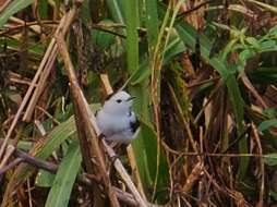 Image of Pied Water Tyrant