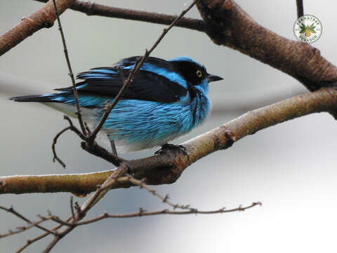 Image of Black-faced Dacnis