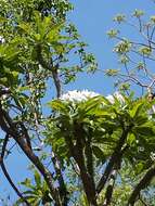 Image of Pachypodium lamerei Drake