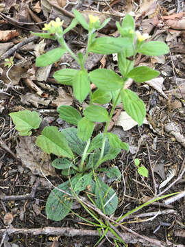 Слика од Lithospermum tuberosum Rugel ex A. DC.