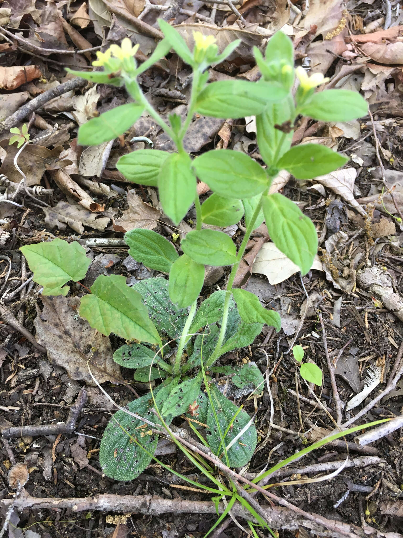 Слика од Lithospermum tuberosum Rugel ex A. DC.