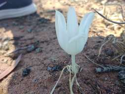 Image of Gethyllis campanulata L. Bolus