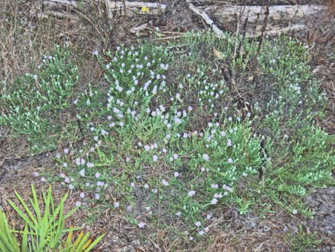 Image of false rosemary