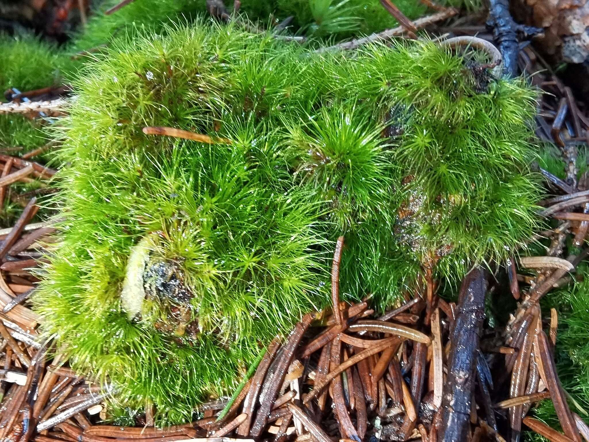 青毛苔的圖片