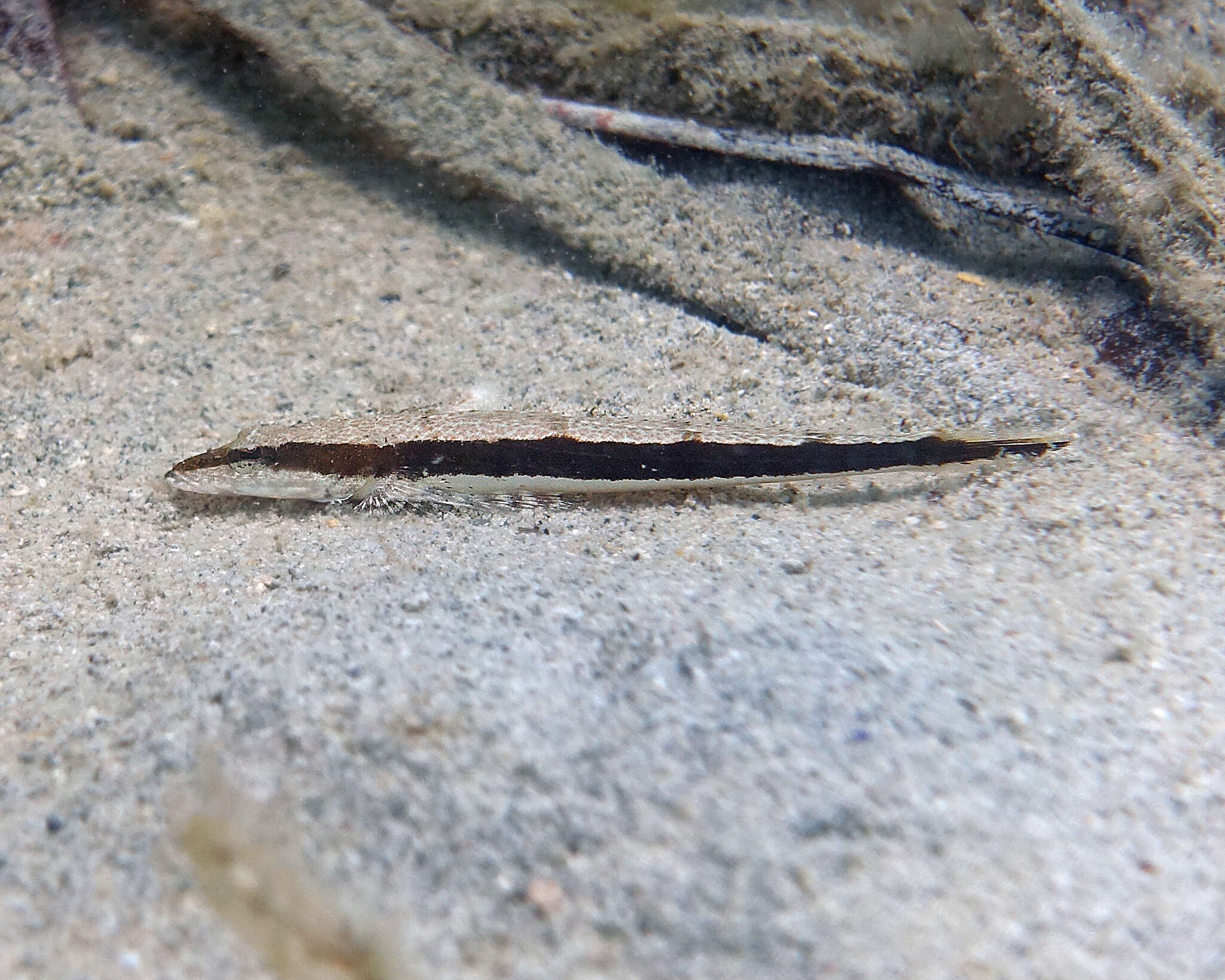 Image of Black flathead