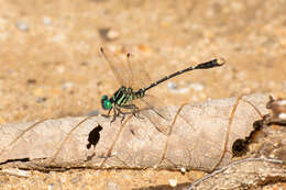 Image of Nepogomphus walli (Fraser 1924)