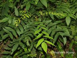 Image of Platycarya