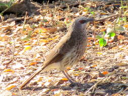 Image of Turdoides hartlaubii hartlaubii (Barboza du Bocage 1868)