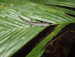 Image of Mushroomtongue salamander