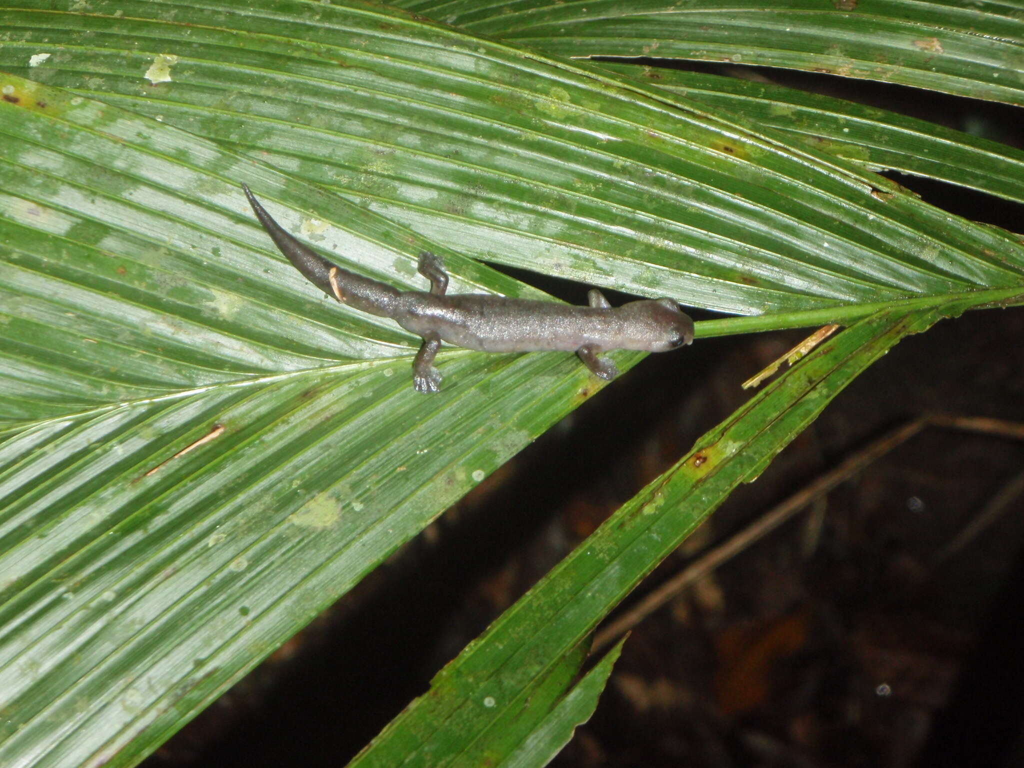 Image of Mushroomtongue salamander