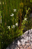 Image of Erica denticulata L.