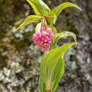 Слика од Maianthemum amoenum (H. L. Wendl.) La Frankie