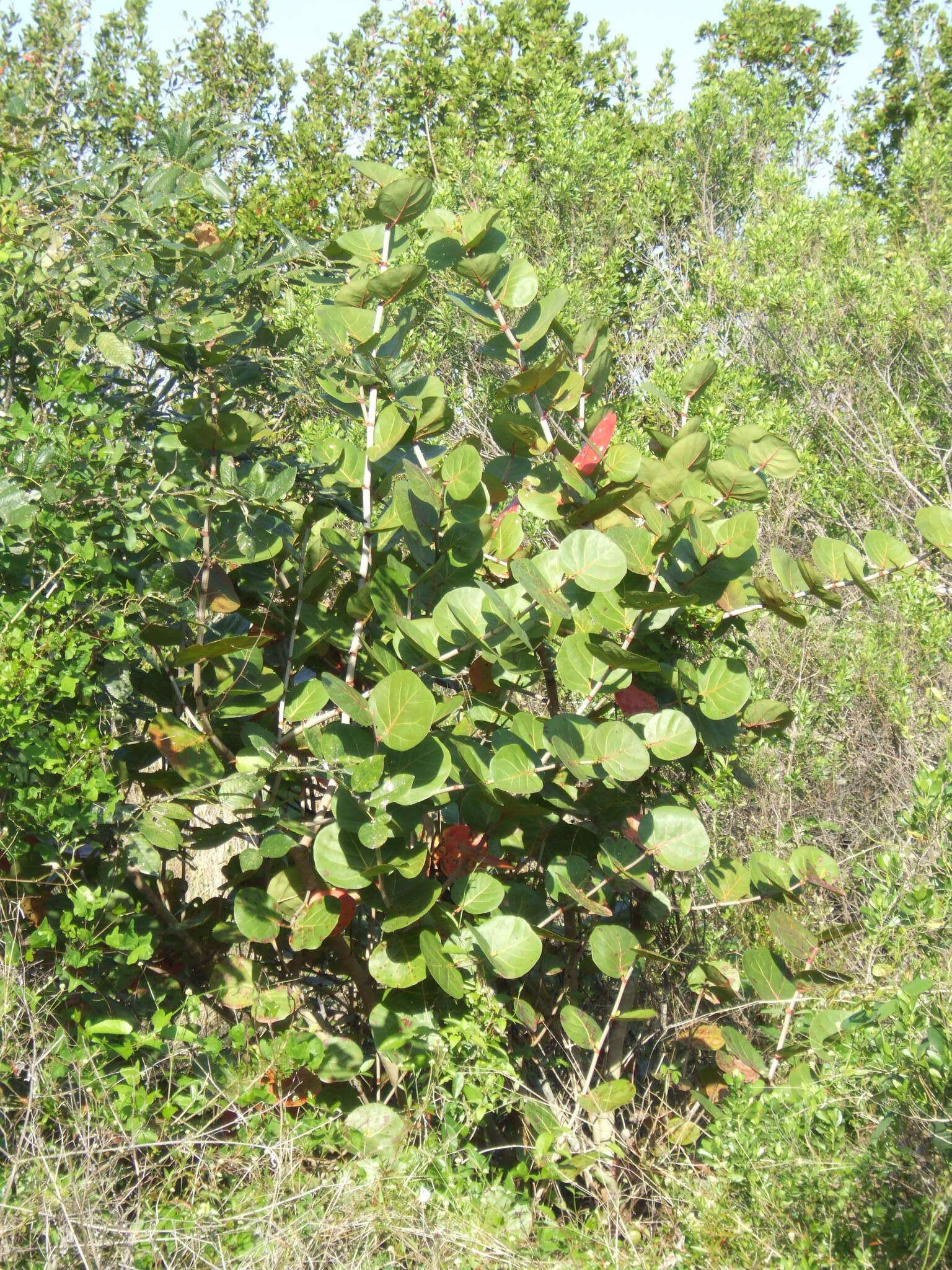 Coccoloba uvifera (L.) L. resmi