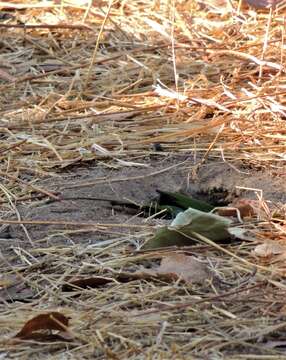 Image of Böhm's Bee-eater