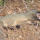 Image of Egyptian Mongoose