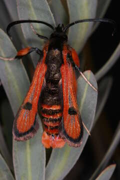 Image de Chamaesphecia anthraciformis Rambur 1832