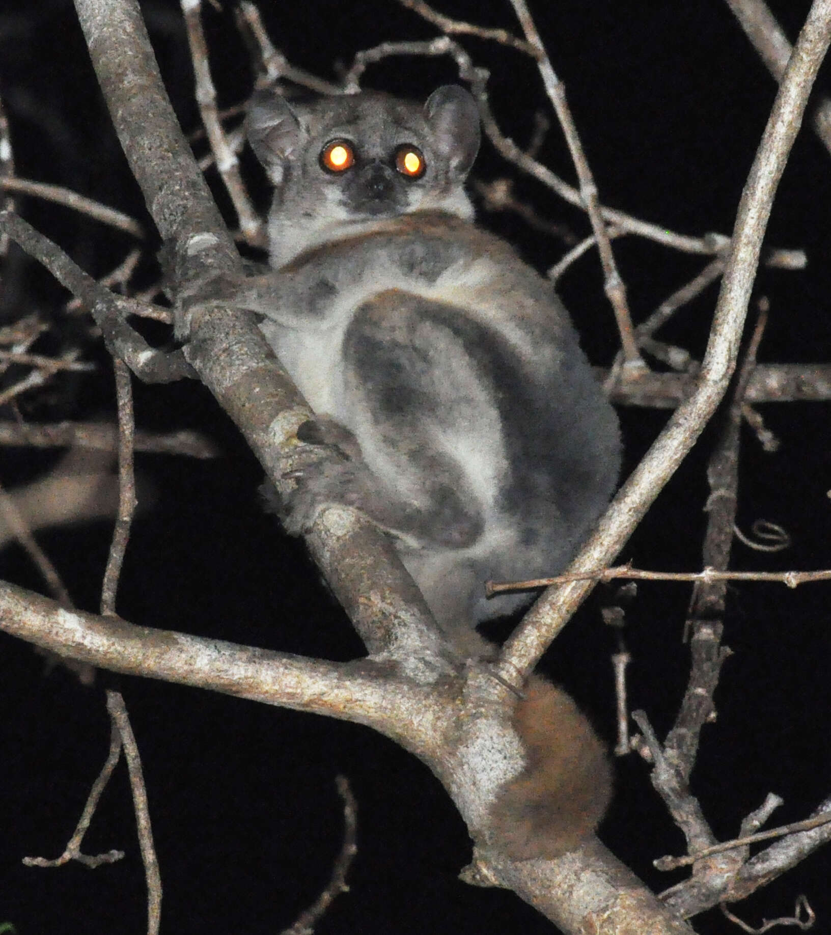 Image of Lesser Weasel Lemur