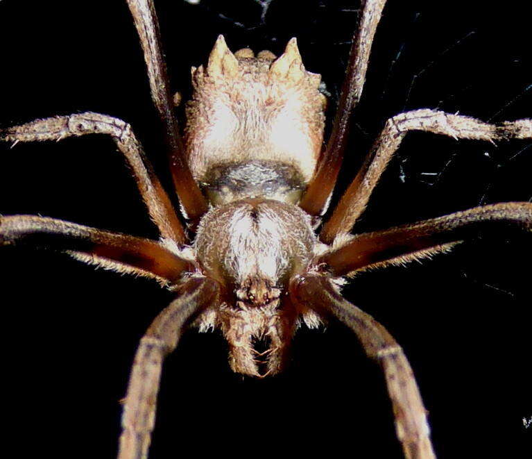 Image of Twig Orb-web Spiders