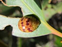 Imagem de <i>Paropsis obsoleta</i>