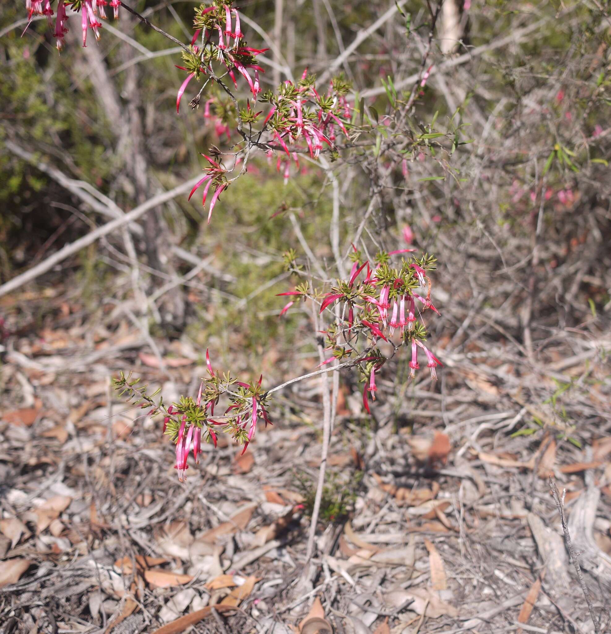 Sivun Styphelia tubiflora Sm. kuva