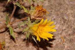 Image of Berkheya spinosissima subsp. spinosissima