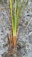 Image of Pine-Barren Beak Sedge