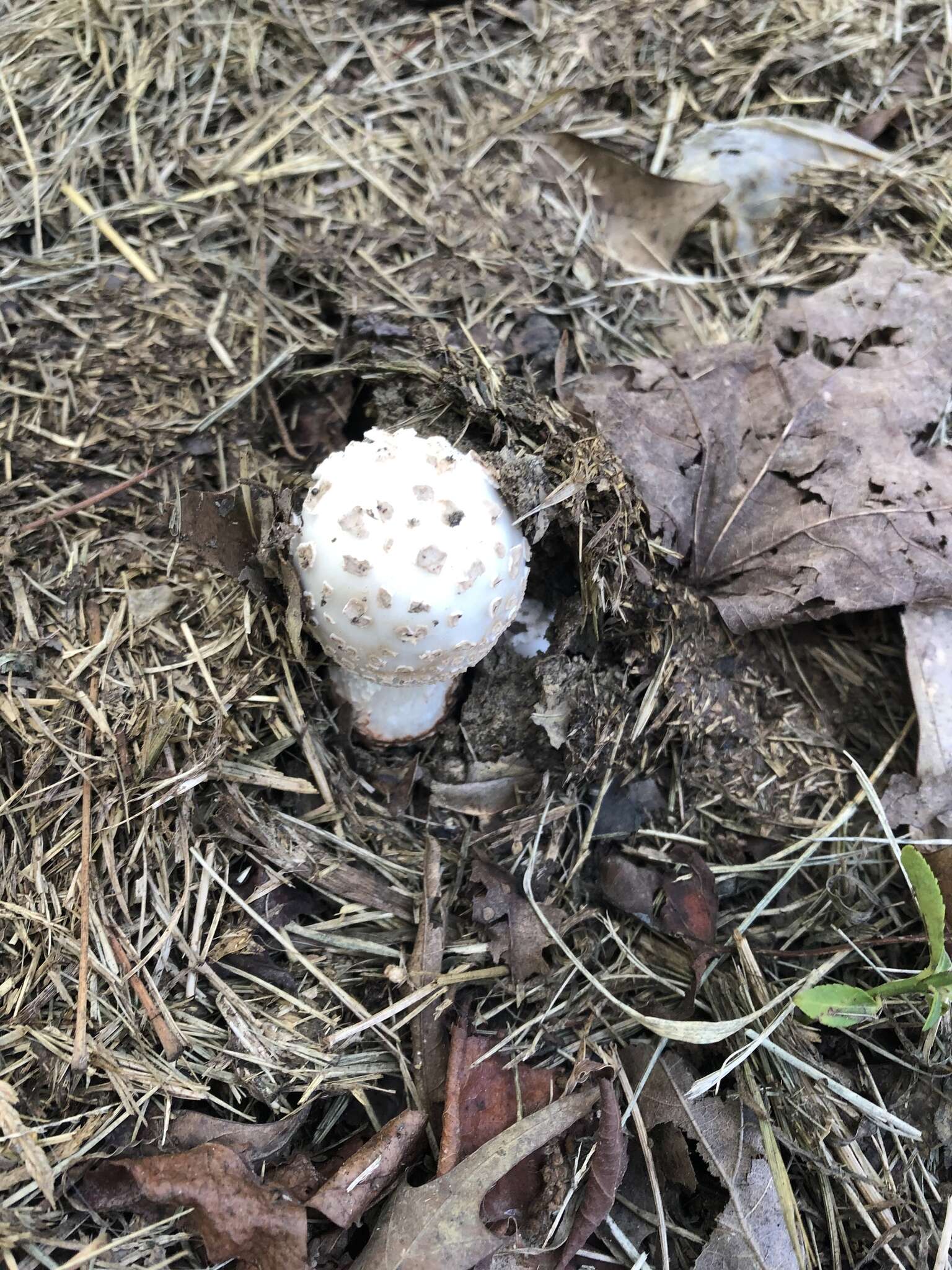 Image of Amanita canescens D. T. Jenkins 1982