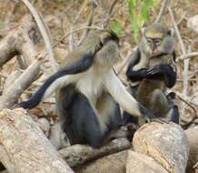 Image of Mona Guenon