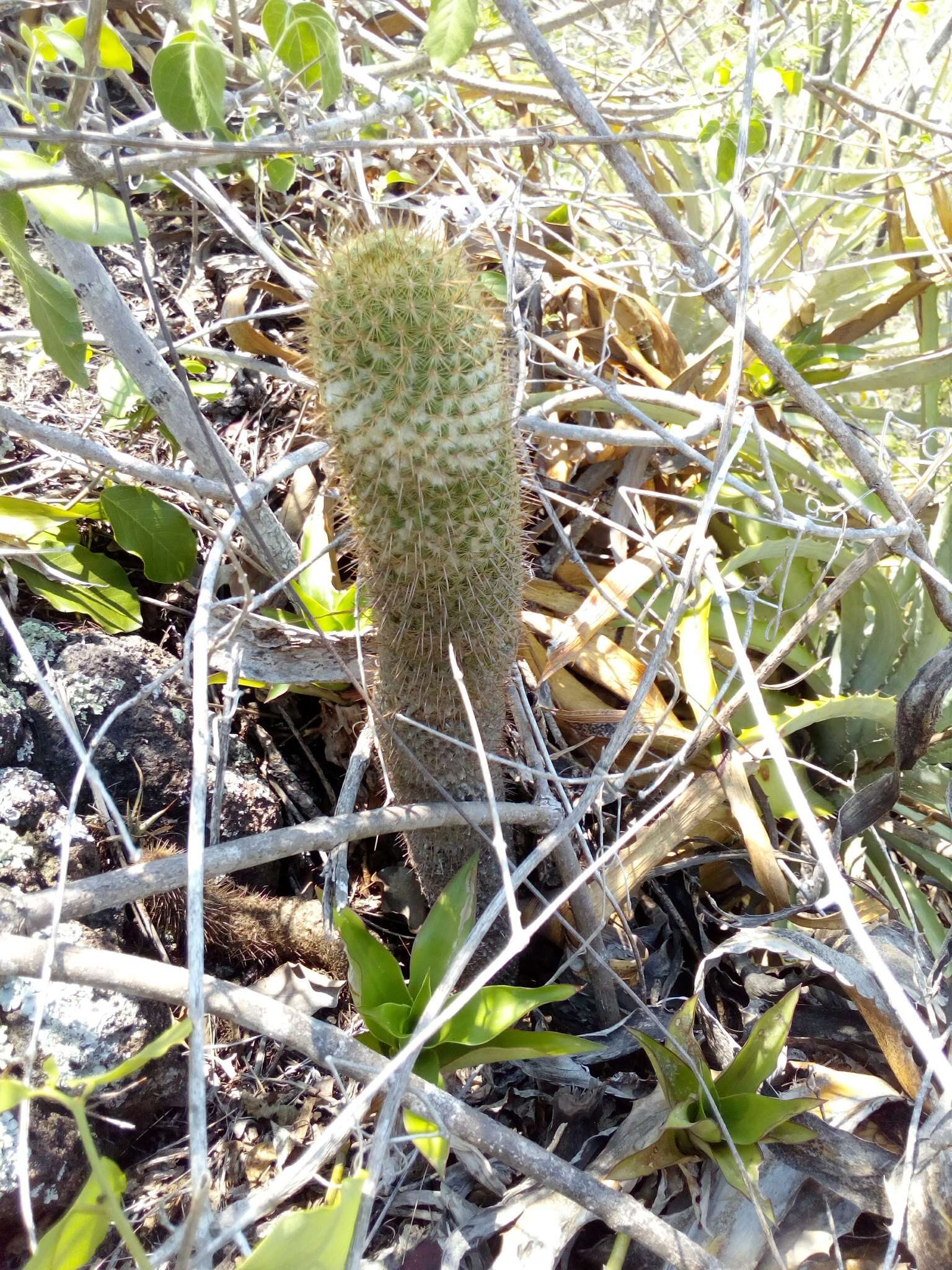 Image of Mammillaria eriacantha Link & Otto ex Pfeiff.