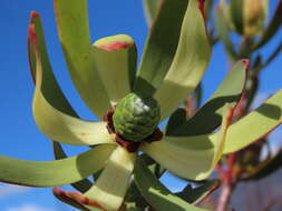 Image of Leucadendron foedum I. Williams