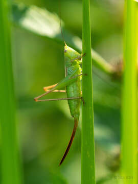 Image of Prairie Meadow Katydid