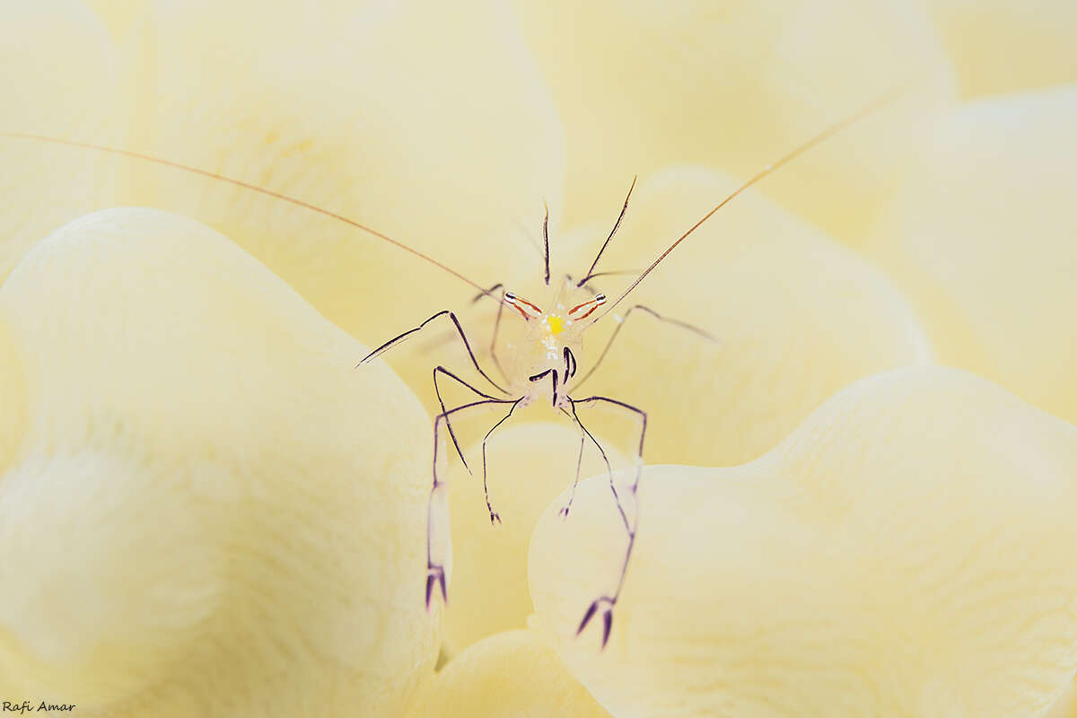 Image of Bubble coral shrimp