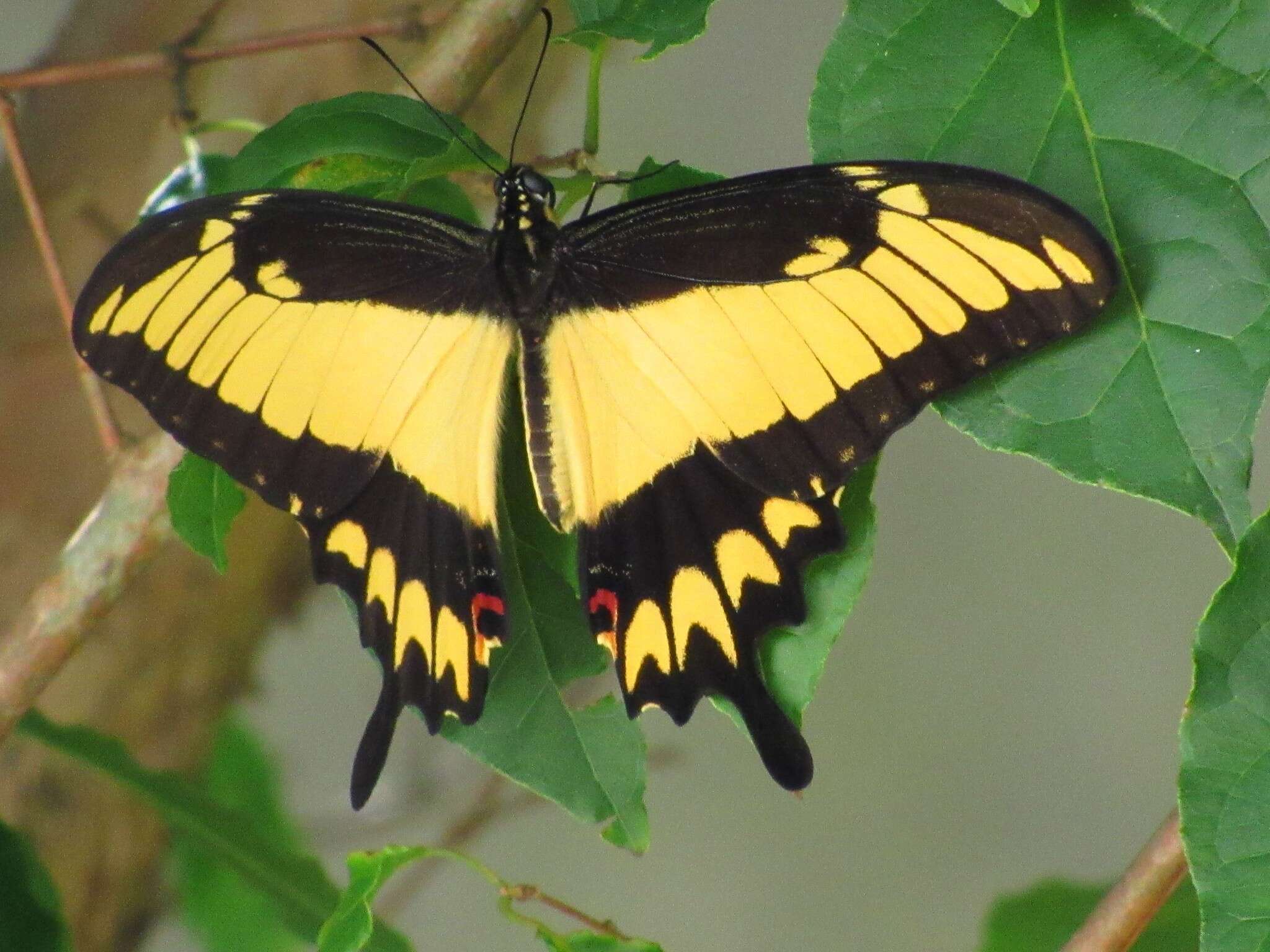 Image of Broad-banded Swallowtail