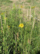 Image of Nuttall's sunflower