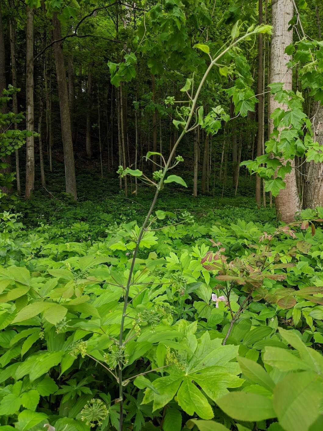 Image of Blue Ridge carrionflower