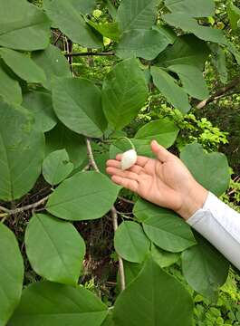 Image of Magnolia sieboldii K. Koch